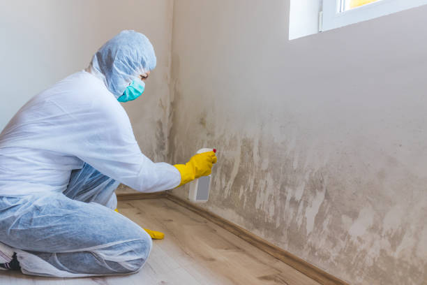 Licensed Basement Mold Remediation service in Rocky Hill, NJ - WQB Mold Removal