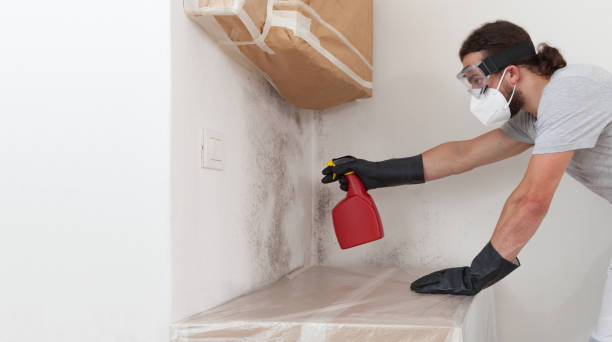 Professional Basement Mold Remediation technician working in Rocky Hill, NJ