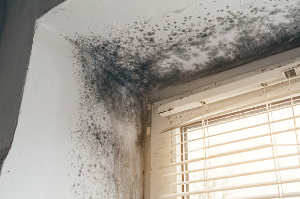 Affordable Basement Mold Remediation solutions in Rocky Hill, NJ