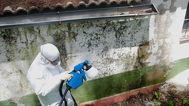 Top rated local Basement Mold Remediation specialists in Rocky Hill, NJ